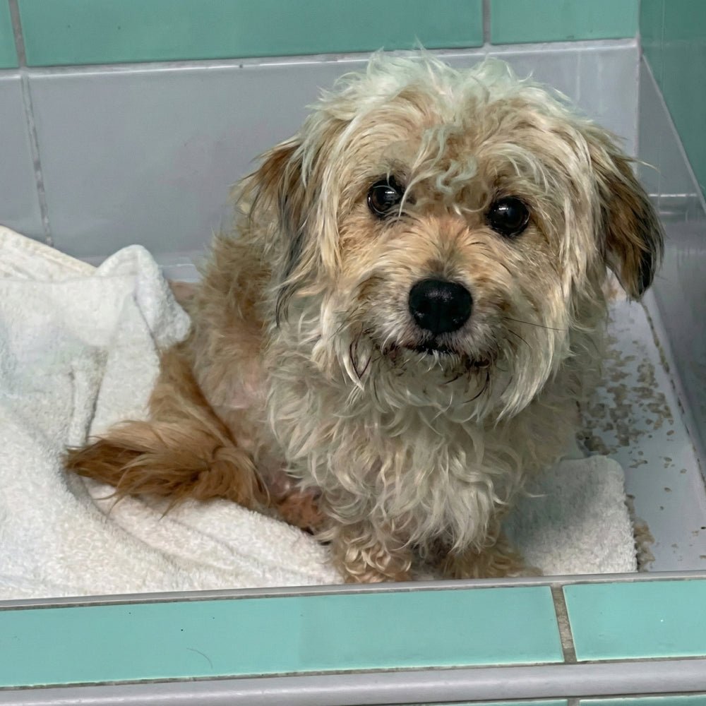 Help Save Charlie, Daisy & Oliver: Emergency Rescue Sponsorship + Digital Certificate - Ploffy