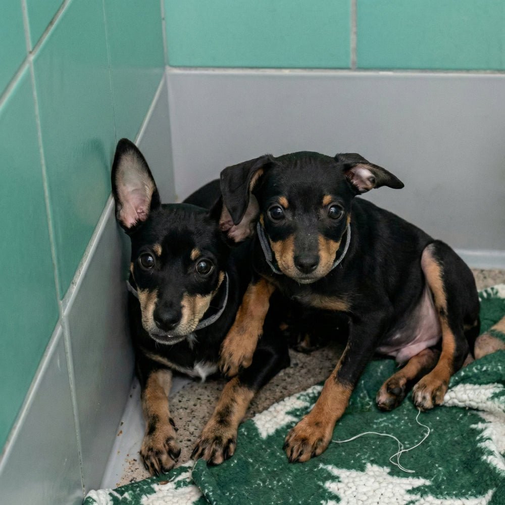 Help Save Charlie, Daisy & Oliver: Emergency Rescue Sponsorship + Digital Certificate - Ploffy