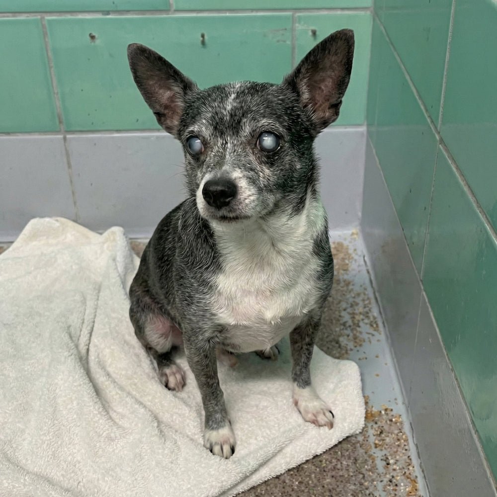 Help Save Charlie, Daisy & Oliver: Emergency Rescue Sponsorship + Digital Certificate - Ploffy