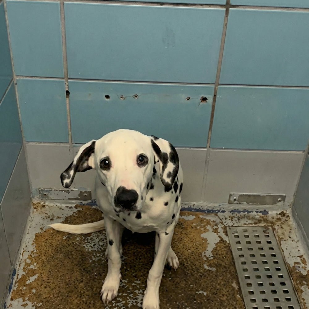 Help Save Charlie, Daisy & Oliver: Emergency Rescue Sponsorship + Digital Certificate - Ploffy