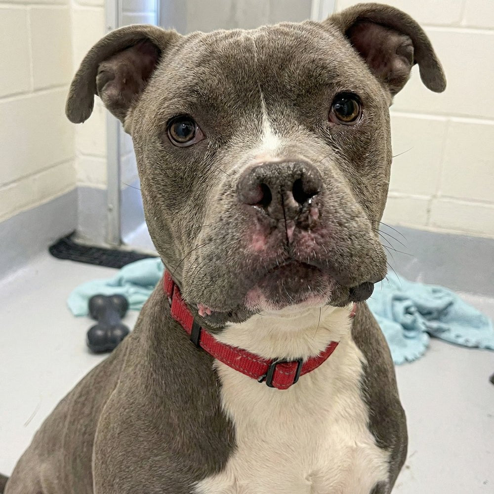 Help Save Charlie, Daisy & Oliver: Emergency Rescue Sponsorship + Digital Certificate - Ploffy