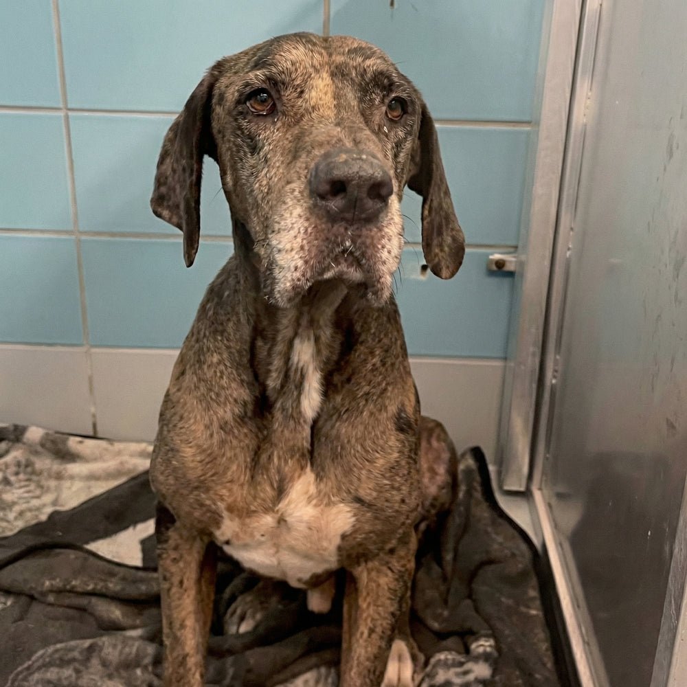 Help Save Charlie, Daisy & Oliver: Emergency Rescue Sponsorship + Digital Certificate - Ploffy