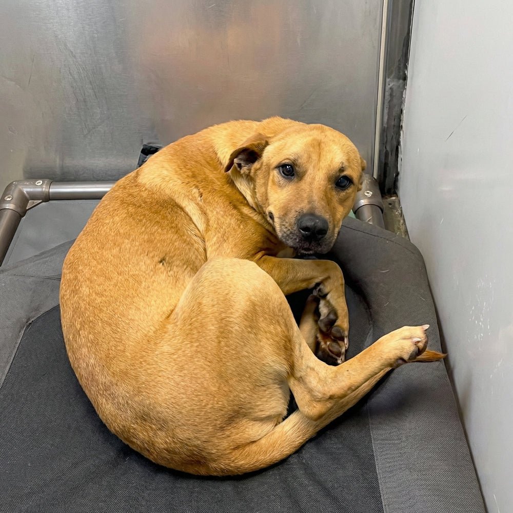 Help Save Charlie, Daisy & Oliver: Emergency Rescue Sponsorship + Digital Certificate - Ploffy