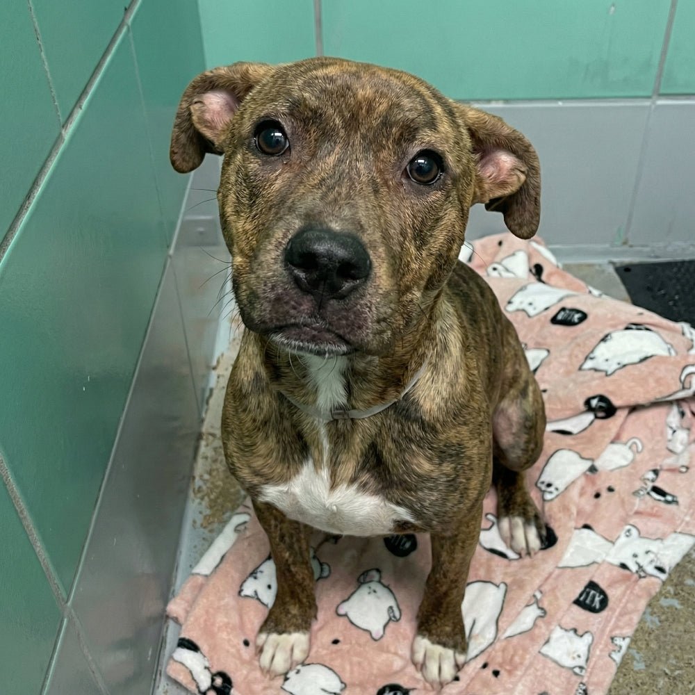 Help Save Charlie, Daisy & Oliver: Emergency Rescue Sponsorship + Digital Certificate - Ploffy