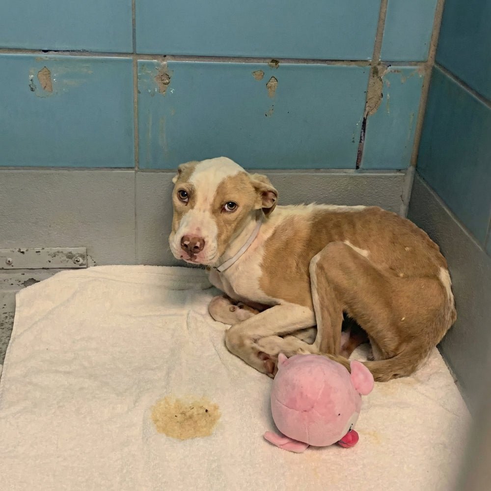 Help Save Charlie, Daisy & Oliver: Emergency Rescue Sponsorship + Digital Certificate - Ploffy