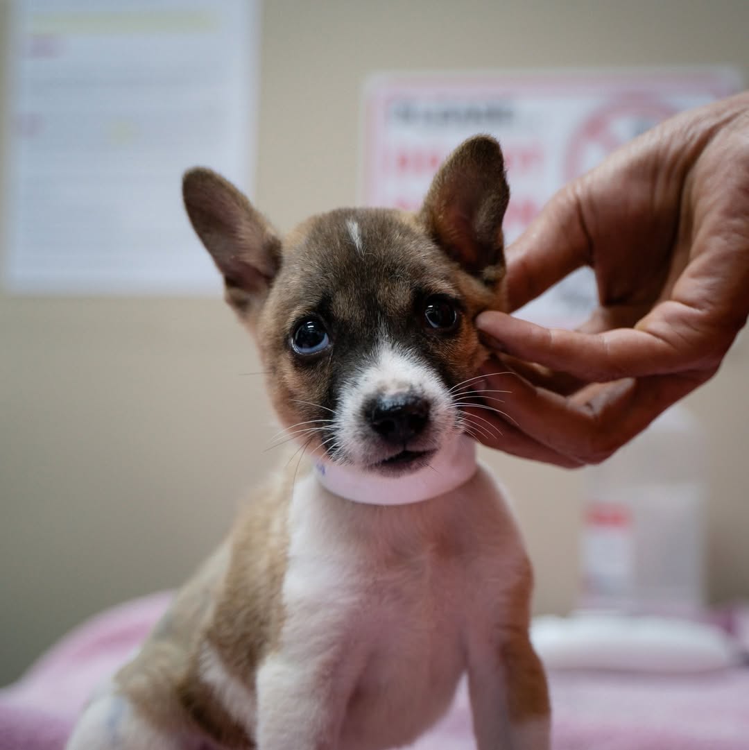 Help Save Charlie, Daisy & Oliver: Emergency Rescue Sponsorship + Digital Certificate - Ploffy