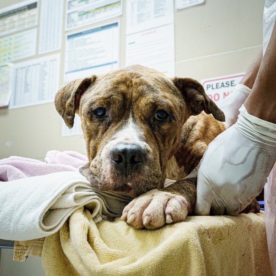 Help Save Charlie, Daisy & Oliver: Emergency Rescue Sponsorship + Digital Certificate - Ploffy