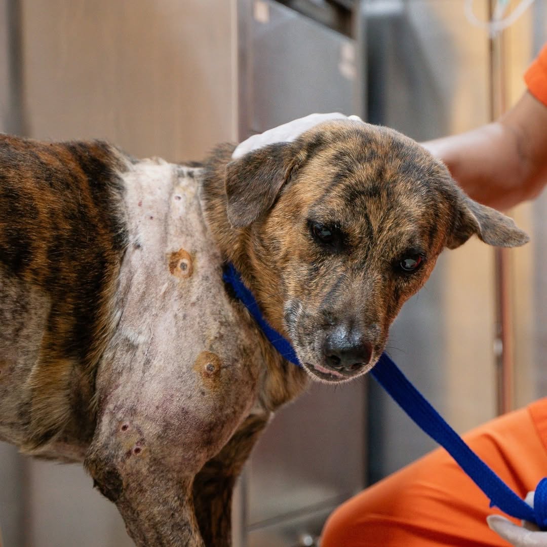 Custom Amount for Dogs - Ploffy