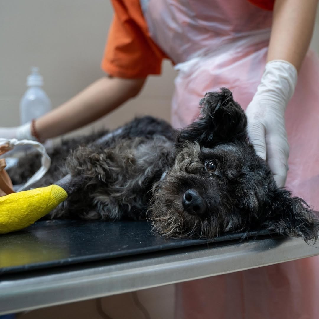 Help Save Charlie, Daisy & Oliver: Emergency Rescue Sponsorship + Digital Certificate - Ploffy