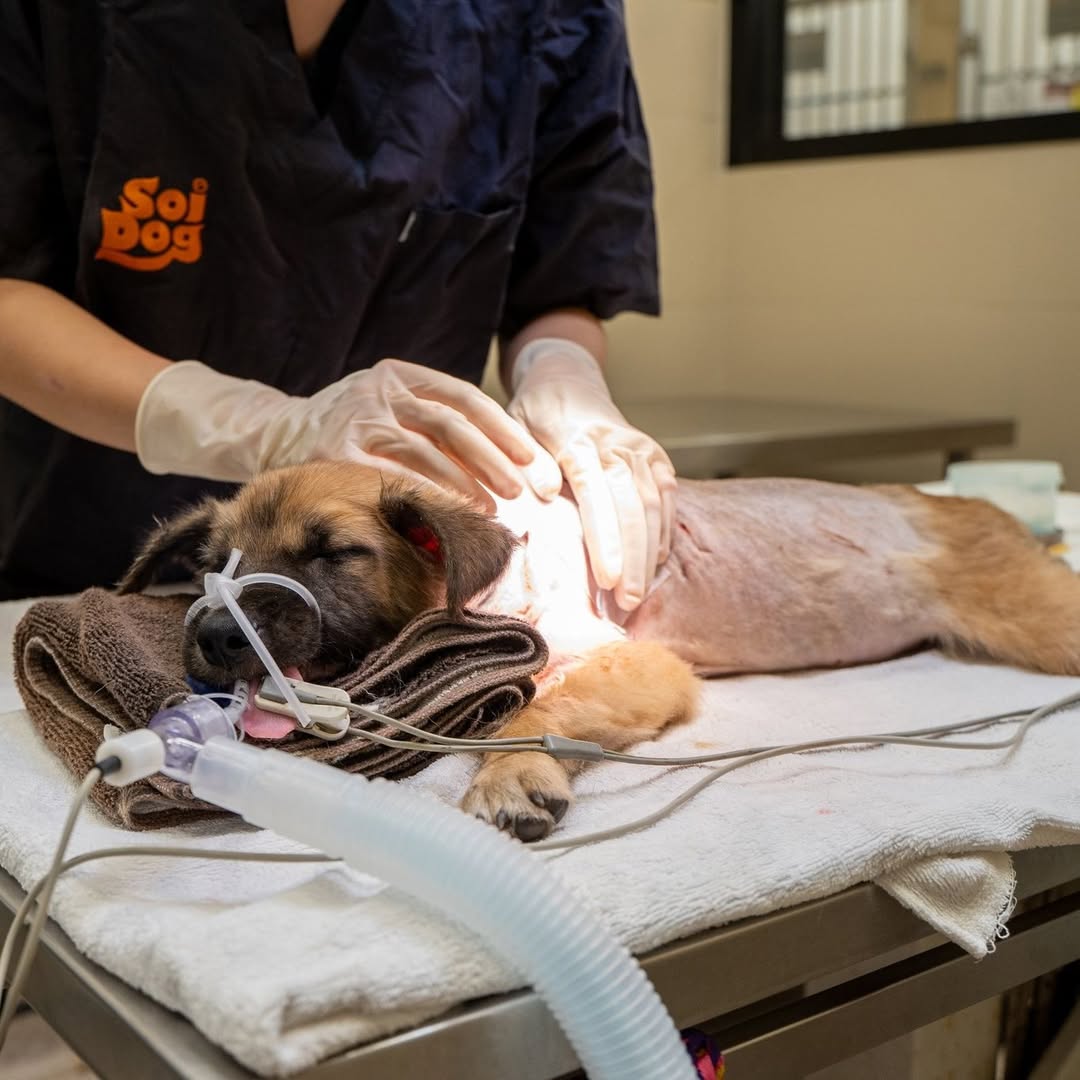 Help Save Charlie, Daisy & Oliver: Emergency Rescue Sponsorship + Digital Certificate - Ploffy