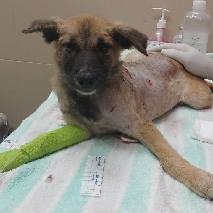 Help Save Charlie, Daisy & Oliver: Emergency Rescue Sponsorship + Digital Certificate - Ploffy