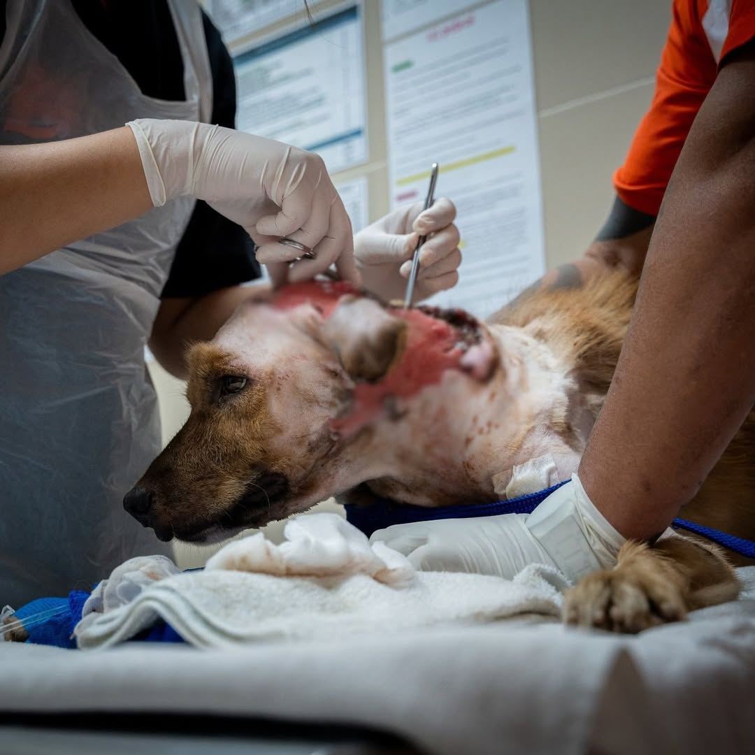 Help Save Charlie, Daisy & Oliver: Emergency Rescue Sponsorship + Digital Certificate - Ploffy