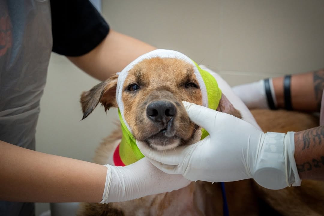 Help Save Charlie, Daisy & Oliver: Emergency Rescue Sponsorship + Digital Certificate - Ploffy